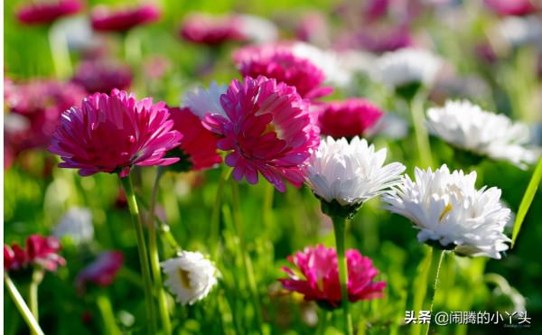 九九重陽老人節,登高祭祖團圓日 九九重陽老人節,登高祭祖團圓日