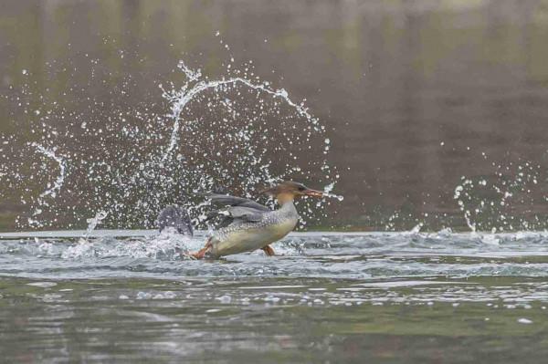 婺源樂安江上的中華秋沙鴨（2021.12.9）