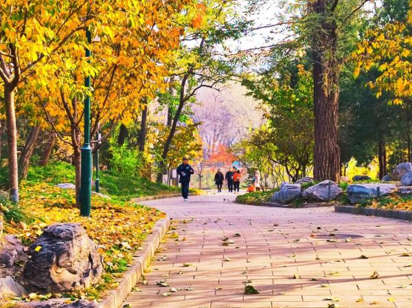 玉淵潭秋色秋韻,像莫奈筆下的畫 玉淵潭秋色秋韻,像莫奈筆下的畫