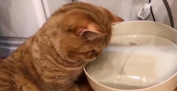 日本網友分享自家貓咪洗臉的照片，又萌又好笑，治癒不開心