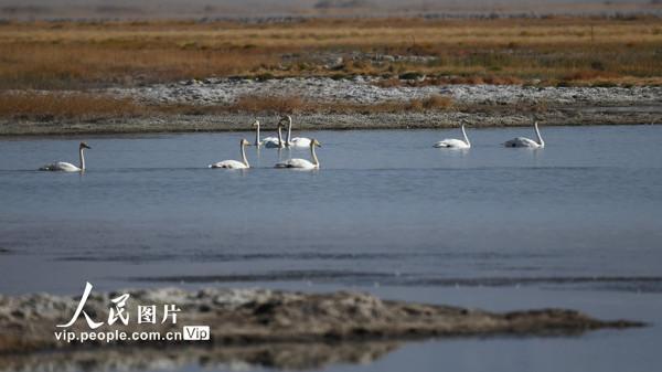 甘肅阿克塞：野生動物的樂園