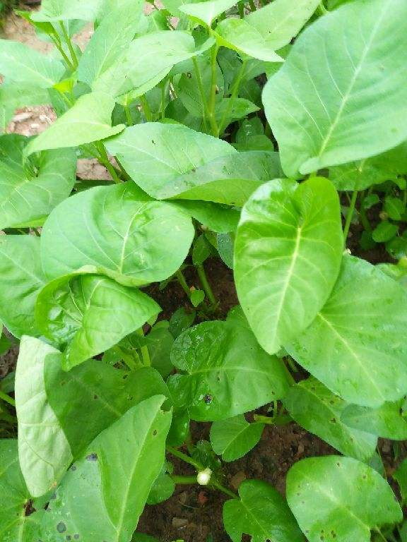 5個菜根頭別扔，插土裡就能活，一個月就能長成小菜園