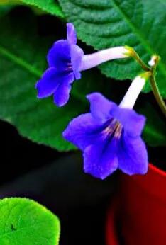 海角櫻草（堇蘭）