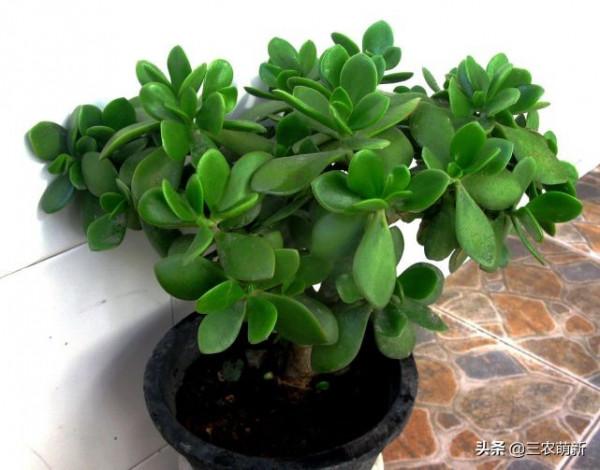 客廳有樹，十家九富！這幾種植物放在家裡，既能鎮宅，又寓意吉祥