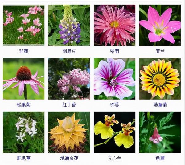 認識這常見800種景觀觀花植物,從此花神就是你!附植物習性種植 認識這常見800種景觀觀花植物,從此花神就是你!附植物習性種植