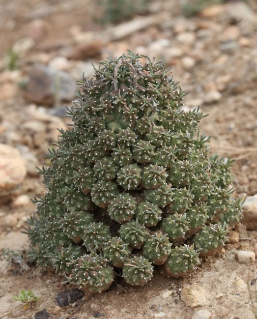 世界那麼大，多肉那麼美，我們一起去看看吧 | 南非多肉欣賞