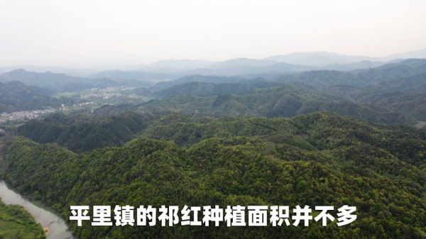 平裡鎮——祁紅起源之一 平裡鎮——祁紅起源之一