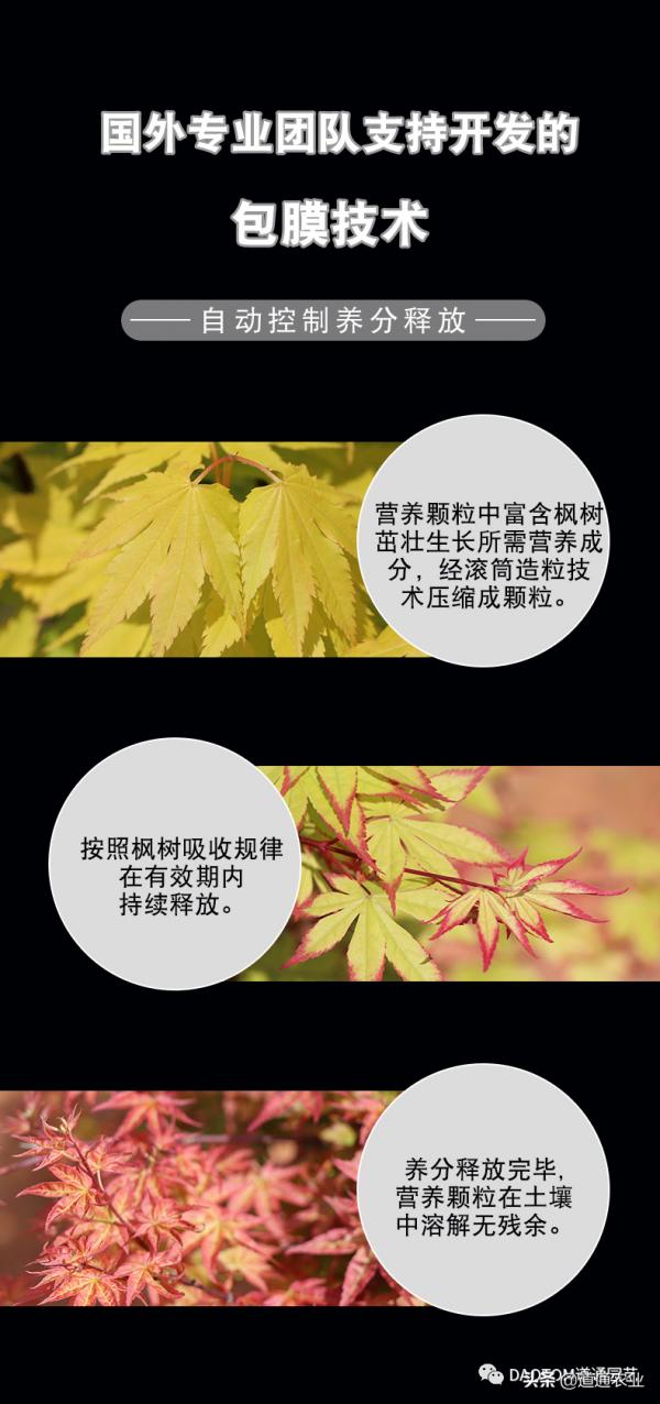 楓樹養護必備丨DAOTOM家庭園藝顆粒控釋肥楓樹專用型 楓樹養護必備丨DAOTOM家庭園藝顆粒控釋肥楓樹專用型