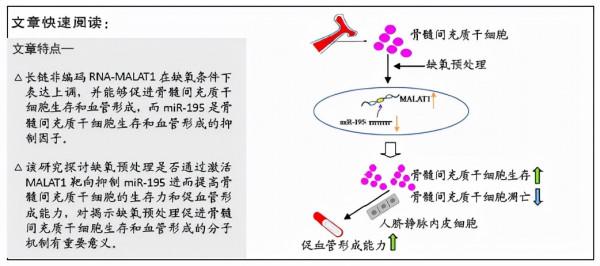 缺氧預處理透過啟用MALAT1靶向抑制miR-195促進骨髓間充質幹細胞的生存和血管形成
