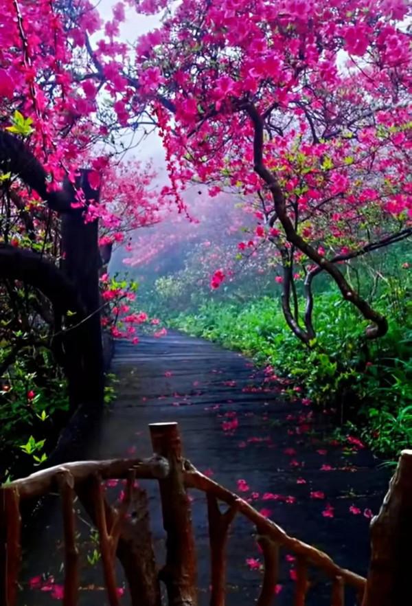 美景：大自然多姿多彩的饋贈