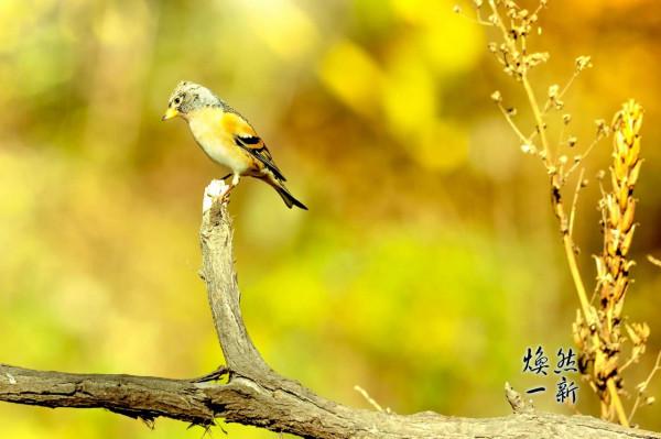 燕雀安知鴻鵠之志？此燕雀非彼燕雀