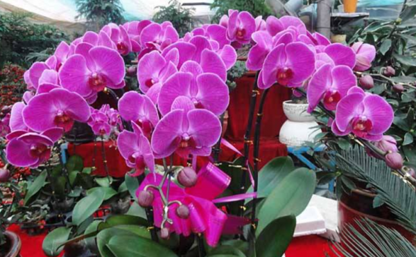 如果你買了蝴蝶蘭，記住&OpenCurlyDoubleQuote;4不能&rdquo;，輕鬆開花幾個月