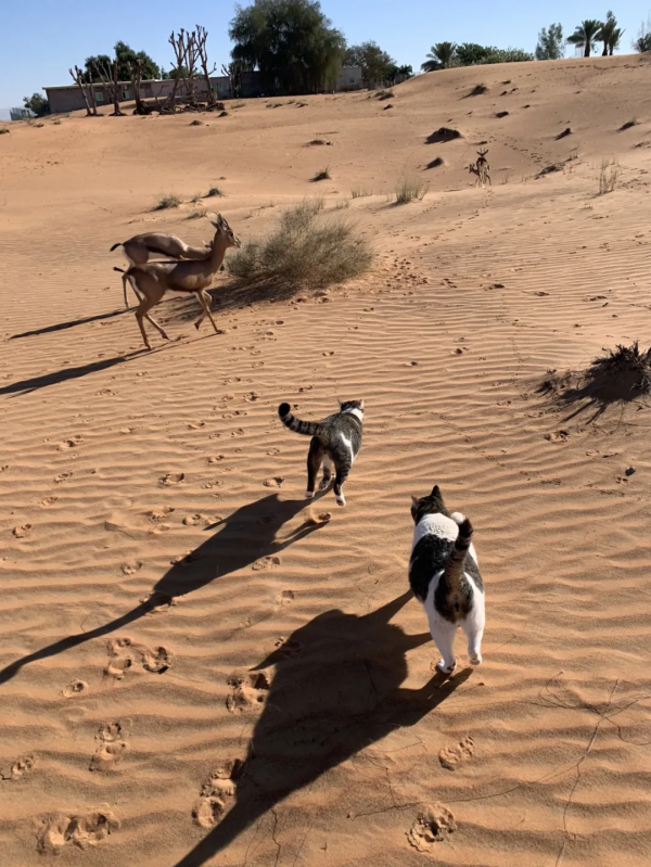 “貓咪住進60層頂樓”被刷爆,網友:救命!美瘋了 “貓咪住進60層頂樓”被刷爆,網友:救命!美瘋了