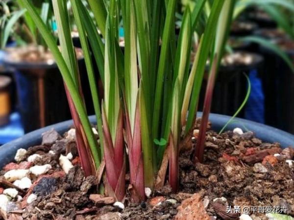 冬天出門撿點“垃圾”，拿回家扔盆裡，啥花都很喜歡，你試過嗎