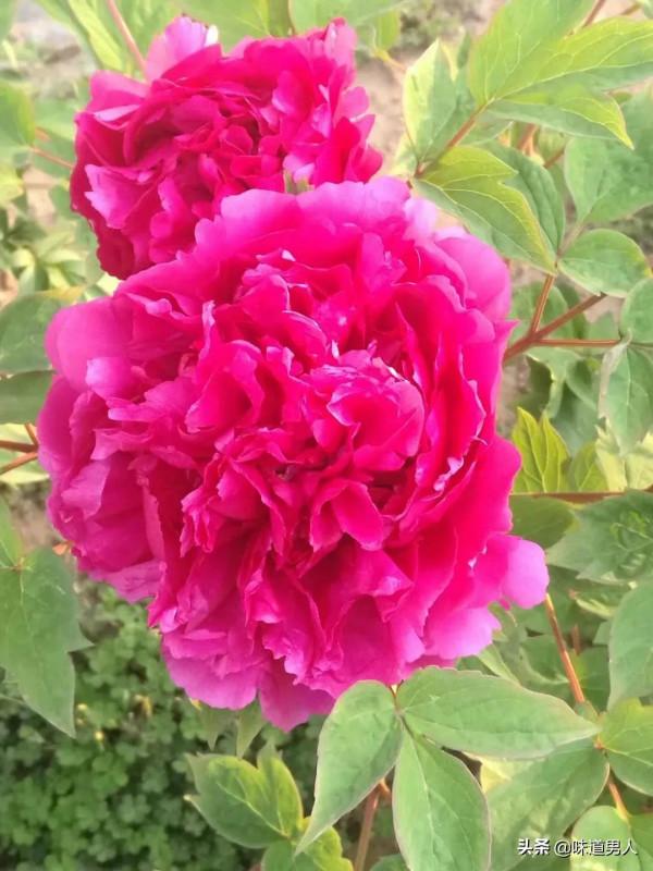 儒家的&OpenCurlyDoubleQuote;主一&rdquo;，不是專注於當下的具體事物上，而是事物的天理