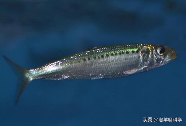 瘋狂“搶”漁20年後，日本漁業陷入死局，扶不起就破罐子破摔？