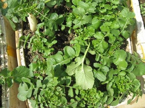 4種“大葉菜”,下雪天也凍不死,寒冬臘月照樣有菜吃 4種“大葉菜”,下雪天也凍不死,寒冬臘月照樣有菜吃