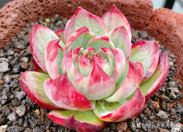 新手花100元如何買多肉？聽老肉友的話，能買很多容易上手的品種