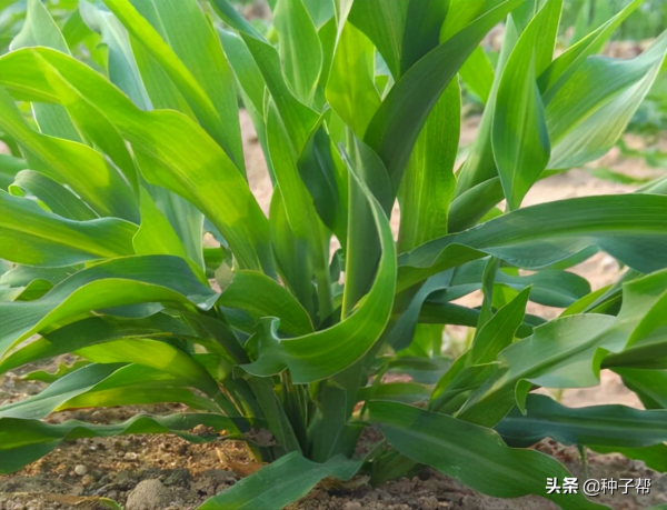 墨西哥玉米草，一畝能頂3~5畝青貯玉米，牛羊愛吃，一年割6~8次