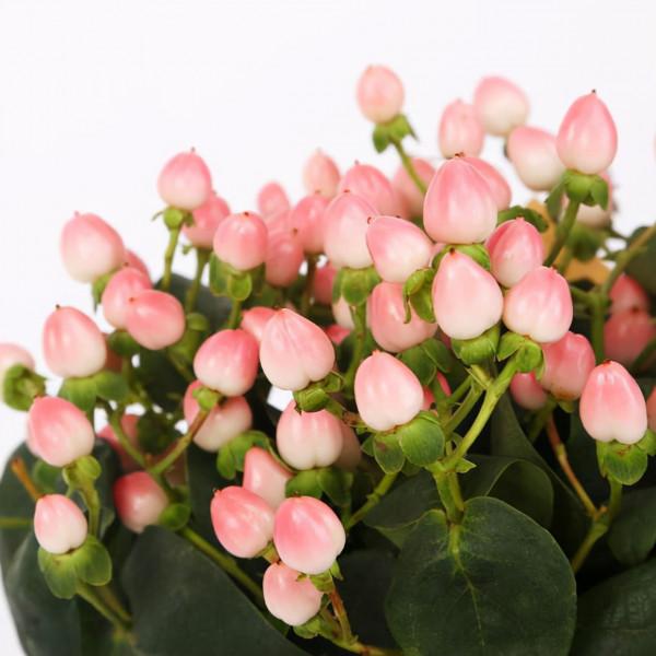 豔麗的觀賞花卉-植物非試管高效快繁火龍珠 豔麗的觀賞花卉-植物非試管高效快繁火龍珠