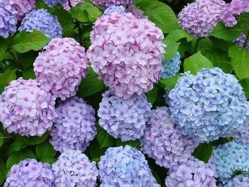 十二月生每個月對應的十二種生日花