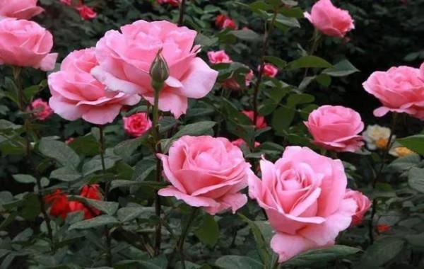 春天養這四種花，花色絢麗好養活，擺在家中美不勝收