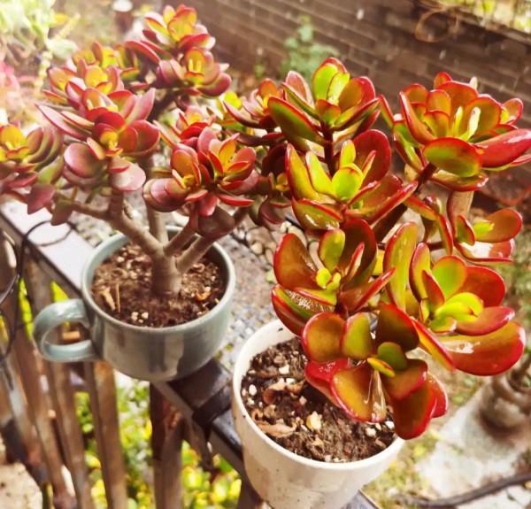 天氣冷氣溫低,這9種花要“幹養”,少澆水才不易受凍和爛根 天氣冷氣溫低,這9種花要“幹養”,少澆水才不易受凍和爛根