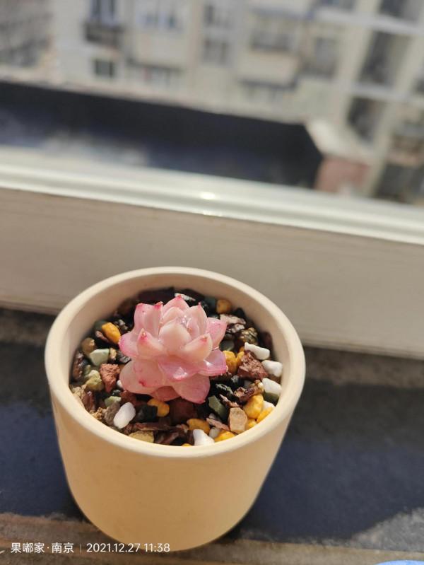 花園，美肉，怎可缺席