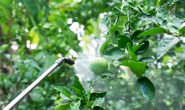 柑橘冬季清園,不止打藥!還有修剪、施肥不能落,否則又是白忙活 柑橘冬季清園,不止打藥!還有修剪、施肥不能落,否則又是白忙活