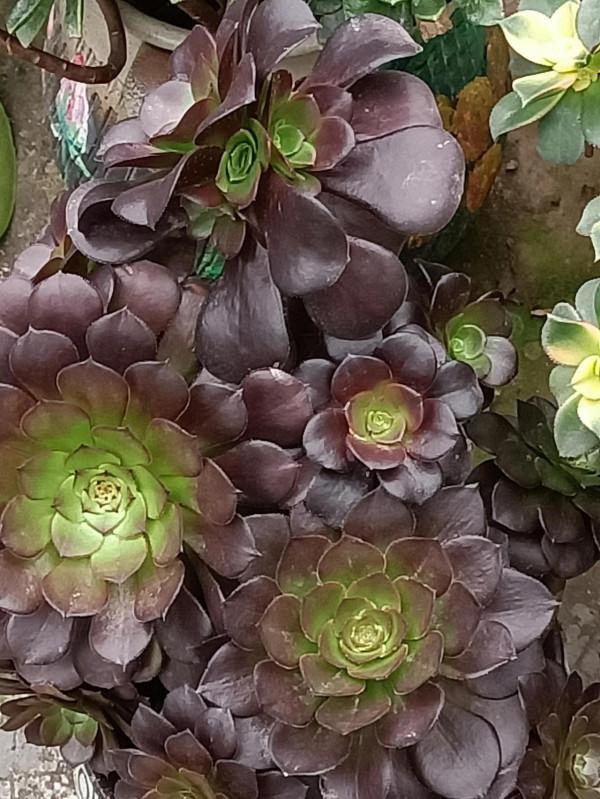 紅紅火火過年的肉肉