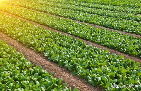 爺爺的兩分田 爺爺的兩分田