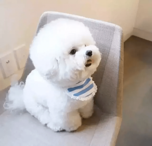 不要因為未帶牽引繩，導致寵物犬不慎走失，去踏上卑微流浪之路