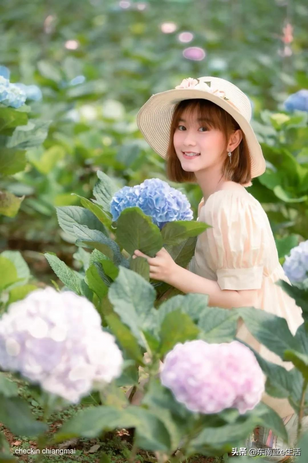 涼季來了！今年清邁有哪些唯美浪漫的花田？