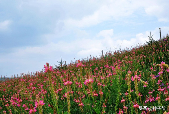 養驢種什麼草？這個草叫驢食草，營養好，能收3~7年，一年割3~4茬