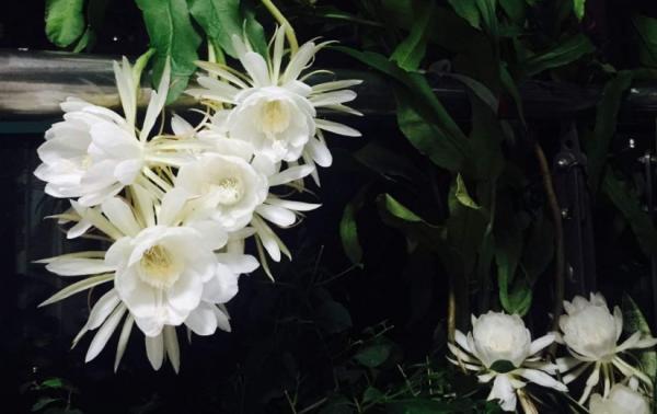 曇花夏天如何養？做好4個方面，整個夏天花開滿盆