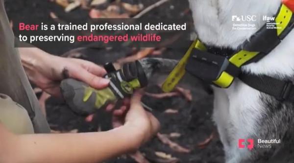 從被遺棄到當英雄，澳洲這隻狗狗，在大火中救下100多隻考拉