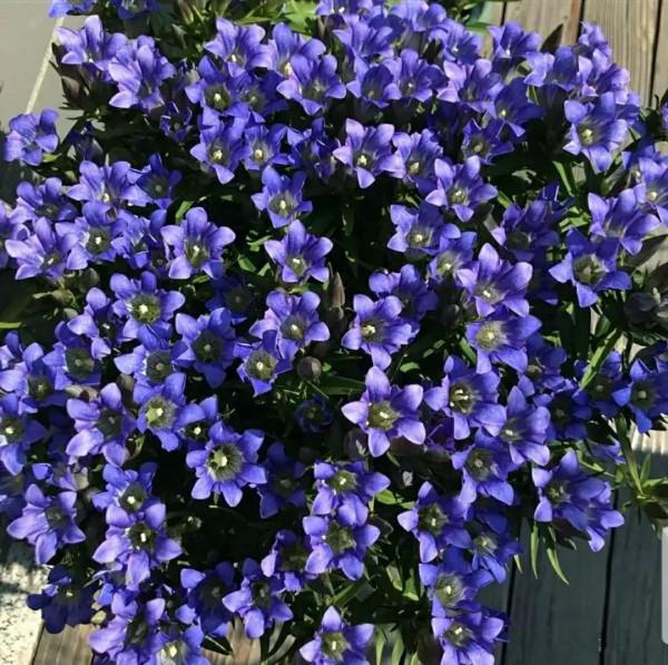 賞花吟詩聽故事，愛上憂傷的你！億年的等待—植物界活化石龍膽花