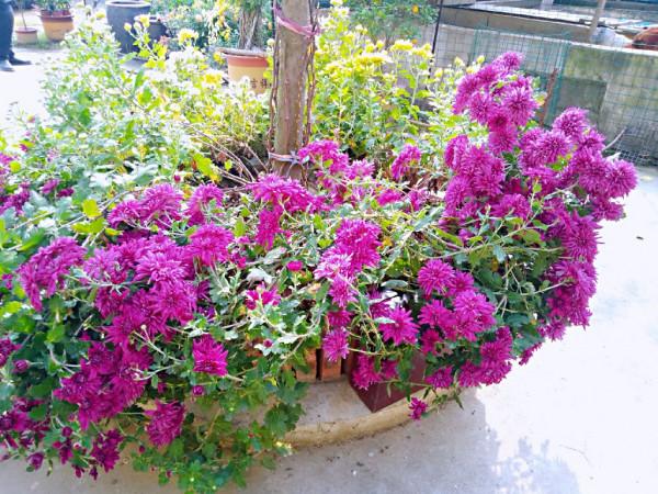 菊花盛開的農家小院 菊花盛開的農家小院