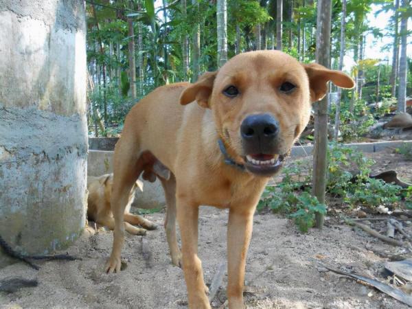 這3種狗是“養狗首選”，不僅便宜還好養活