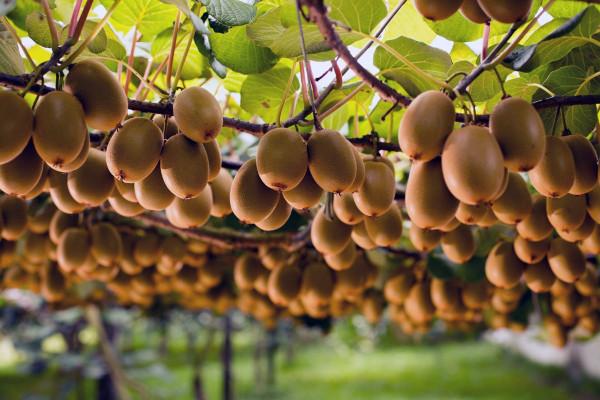 同樣是冷戰，為什麼蘇聯和美國吃的東西有這麼大區別？這就是答案