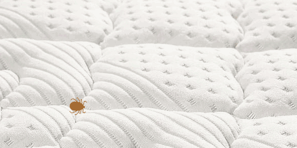 曬被子後有“太陽味”,是因為蟎蟲被烤焦了?科學家:太陽的功勞 曬被子後有“太陽味”,是因為蟎蟲被烤焦了?科學家:太陽的功勞