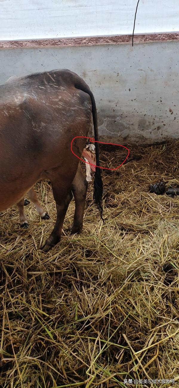 牛胎衣不下.如何處理？