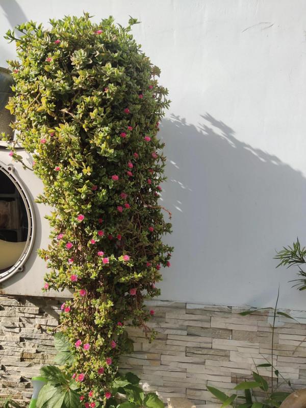 花草不論貴賤 花草不論貴賤