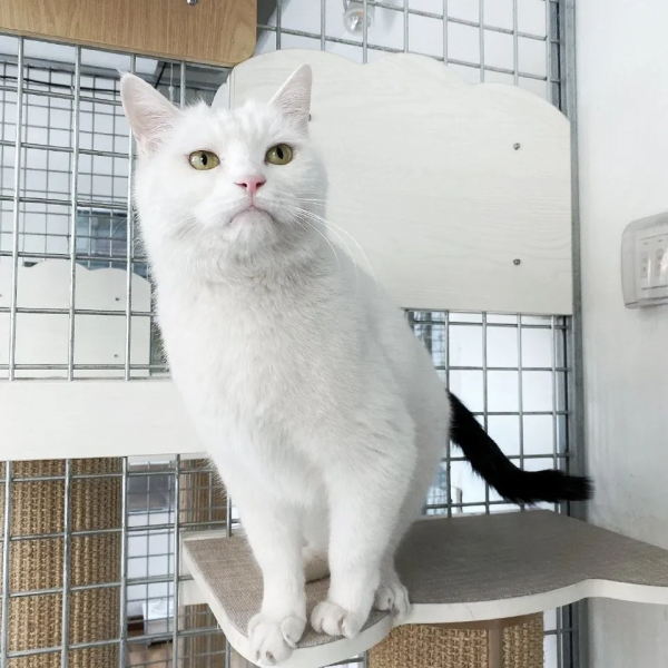 古有“竹林七賢”今有“觀復七閒” 古有“竹林七賢”今有“觀復七閒”