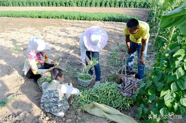 “南菜北運”緩解供應,價格卻漲6倍,12元一斤直追菠菜,太瘋狂 “南菜北運”緩解供應,價格卻漲6倍,12元一斤直追菠菜,太瘋狂
