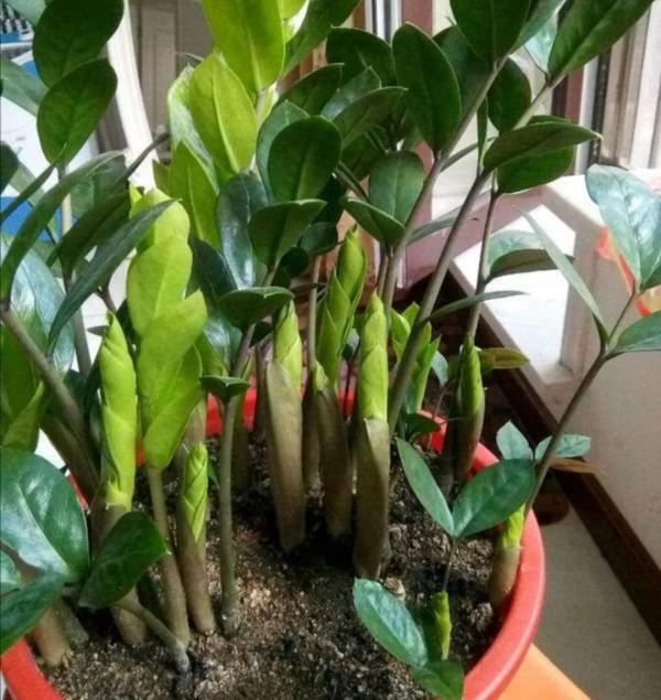 5種“懶人花”適合客廳養，怎麼折騰也不死，越是“賤養”越爆棚