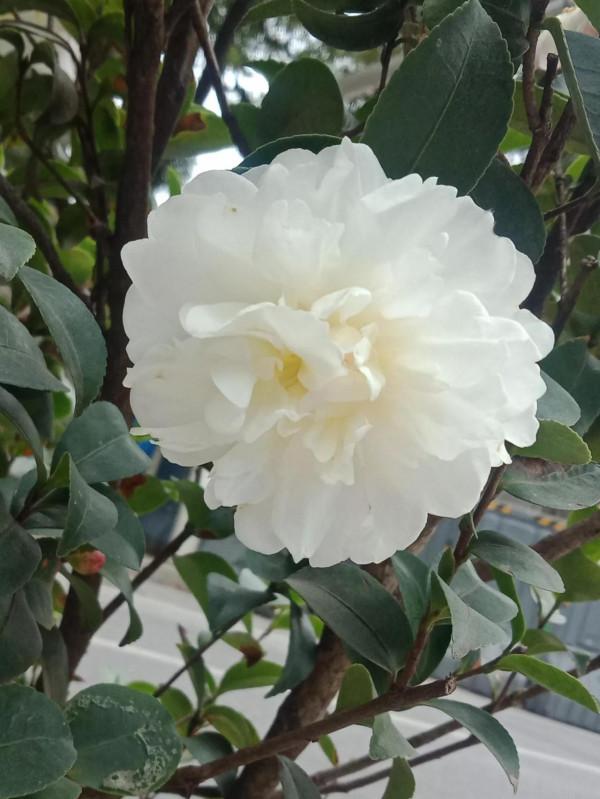 有個拾糞的老頭，夢想當了皇帝，拾糞的鏟子也要用金子打造