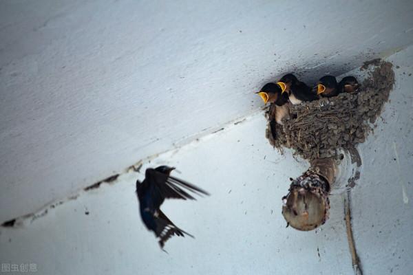 俗話說:三鳥進宅門,不富也添喜,啥意思?三鳥指的都有啥? 俗話說:三鳥進宅門,不富也添喜,啥意思?三鳥指的都有啥?