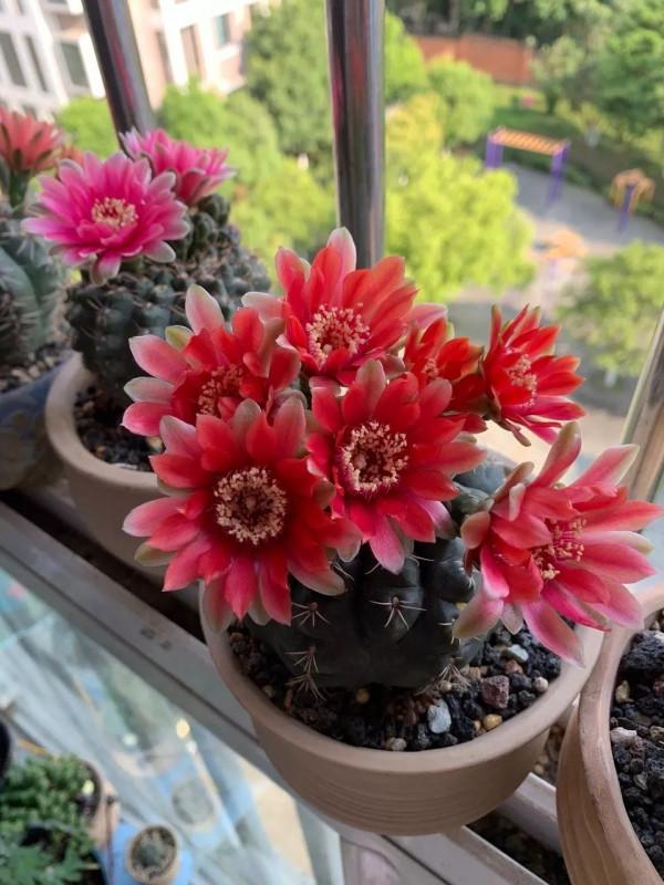 9種“懶人花”，適合小盆養，管得“少”一些，才能多開花