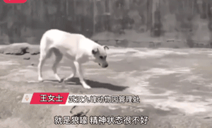 動物園狼區驚現一隻中華田園犬，園方：已同居5年，相處融洽